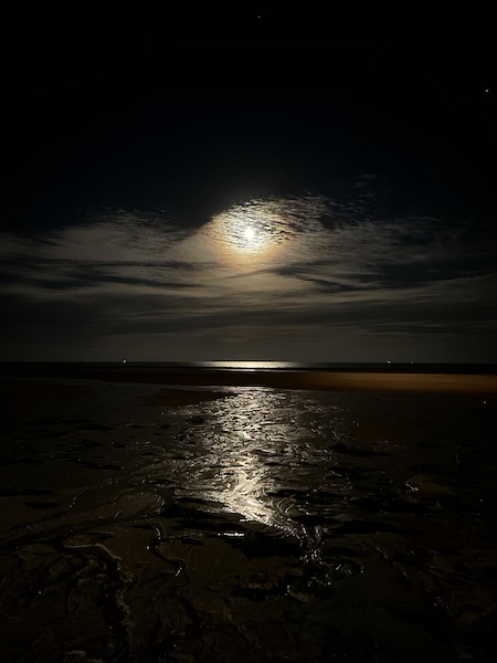 saguaro national park