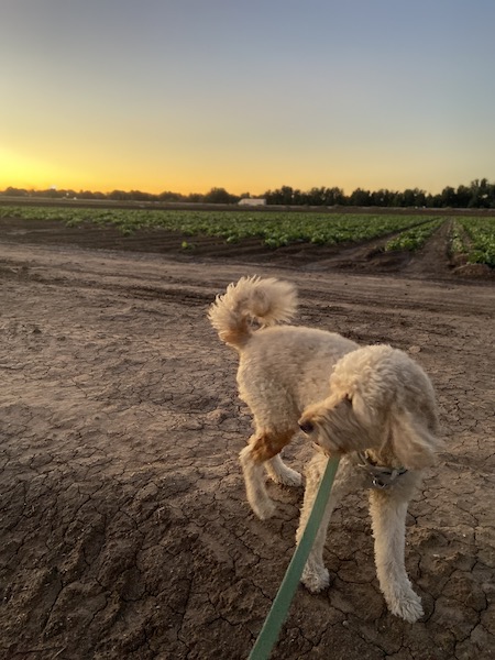 saguaro national park